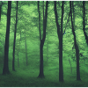 Mystical green forest