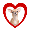 Dog Lovers - Dogs Heart - Chihuahua