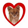Dog Lovers - Dogs Heart - Chihuahua