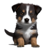 Puppy Australian Shepherd Dog Owner