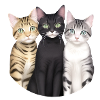 3 cute cats