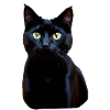 chat