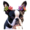 French Bulldog dog