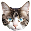 Chat mignon