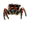Araignée sauteuse tarentule tarentule araignée
