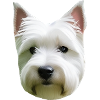 Hund