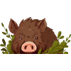Wild boar forest dweller