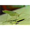 Krauss's Bush-cricket Isophya kraussii