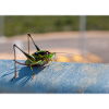 Eupholidoptères Eupholidoptera chabrieri