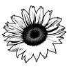 sunflower in black and white