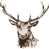 Cerf