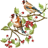 Bunte Vögel