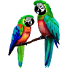 Budgie Bird Cockatiel Bird Owner