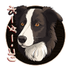 Japanese Border Collie Dog