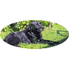 labrador