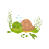Sea Turtle Tortoise Turtle
