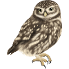 Petit hibou hibou Athena noctua