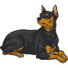 Kääpiöpinseri Rehpinscher Min Pin -koira