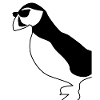 Puffin with sunglasses puffins
