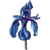 Schwertlilie