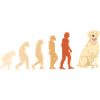Evolution Labrador Retriever