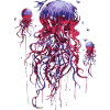 Jellyfish