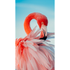 Flamingo Collection
