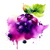 Blackberry Splash