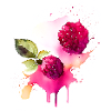 Raspberry Splash