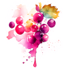 Redcurrants Splash