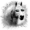 Schimmel, Pferd,weisses Pferd,sonnenbrille