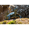 Gelbbauch-Slider Trachemys scripta scripta