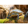 Yellow-bellied slider Trachemys scripta scripta