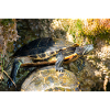 Trachemys scripta scripta scripta