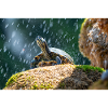 Gelbbauch-Slider Trachemys scripta scripta