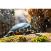 Gelbbauch-Slider Trachemys scripta scripta