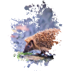 Igel