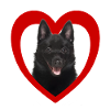 Dog Lovers - Dog Heart - Schipperke