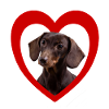 Dog Lovers - Dogs Heart - Dachshund