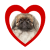 Dog Lovers - Dogs Heart - Pekingese