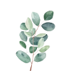 Eucalyptus