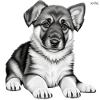 German shepherd puppy