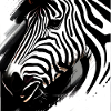 Zebra black and white