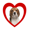 Dog Lovers - Dogs Heart - Beagle