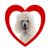 Dog Lovers - Dogs Heart - Poodles