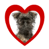 Dog Lovers - Dogs Heart - Affenpinscher