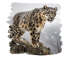 Schneeleoparden Schneeleopard