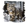 Schneeleoparden Schneeleopard