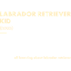 Labrador Retriever Kid Definition