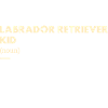 Labrador Retriever Kid Definition